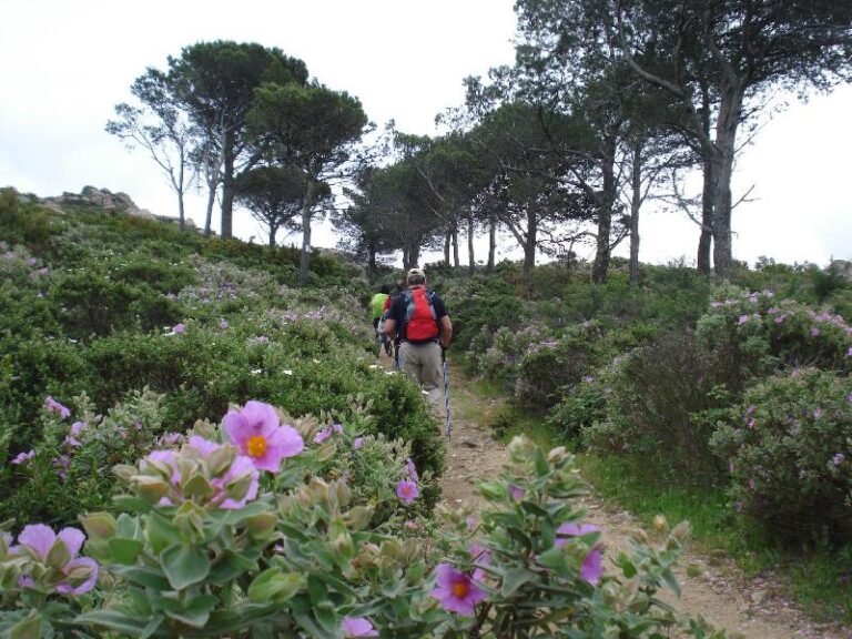Espectacular sender florit cami de Sant Pere de Rodes