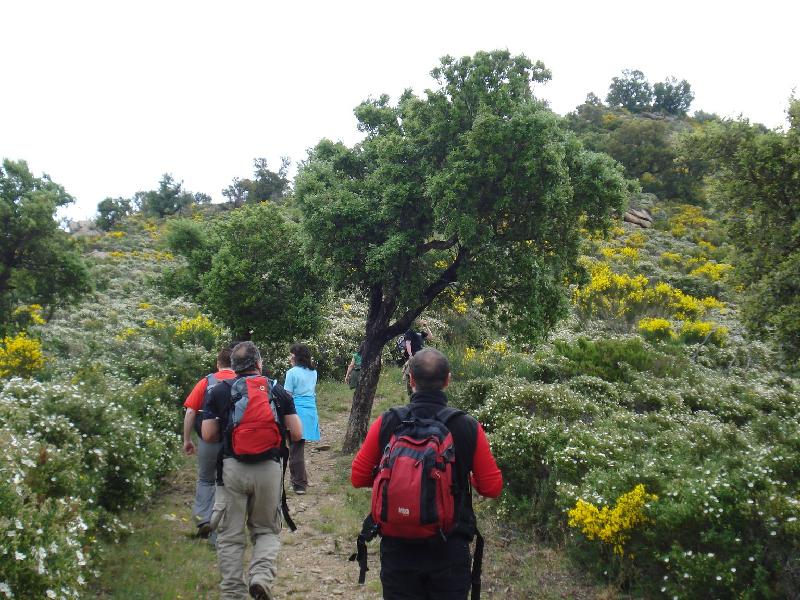 Bosc de flors i aromes