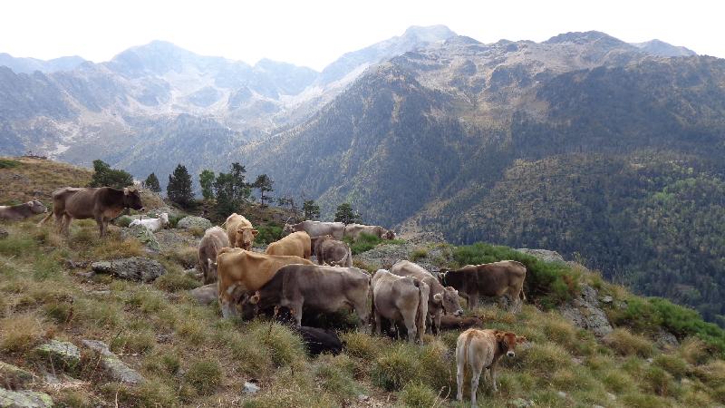 benvinguda de les vaques