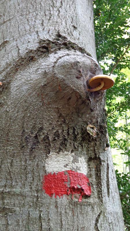 els bolets creixen per tot arreu