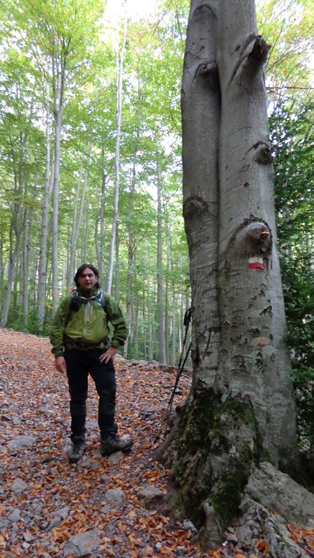 grans boscos amb grans arbres