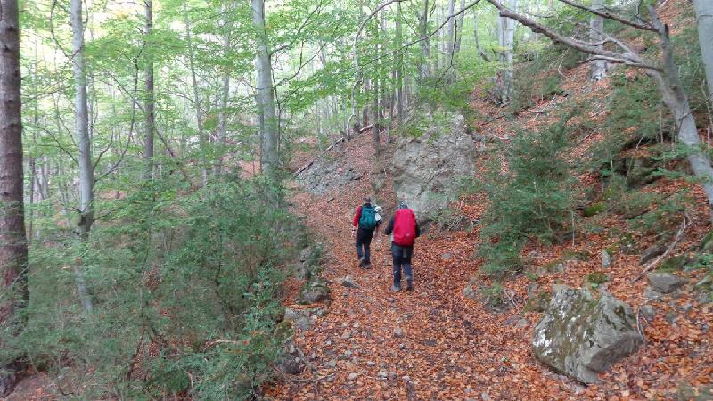 fantastics boscos de tardor