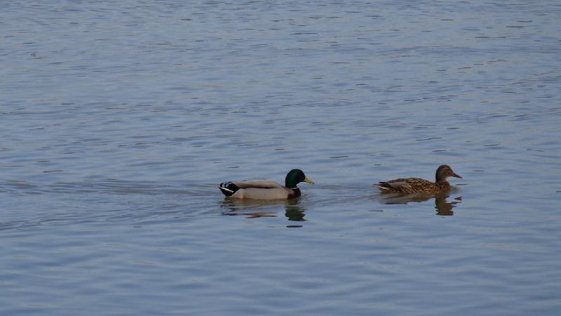 aiguamolls del emporda