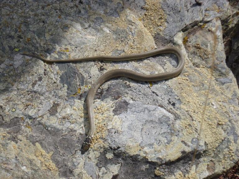 Una serp de aletargada