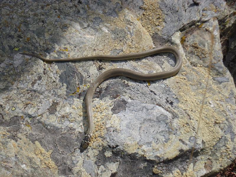 Una serp de aletargada