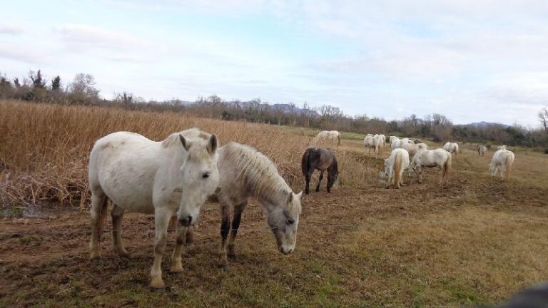 aiguamolls del emporda
