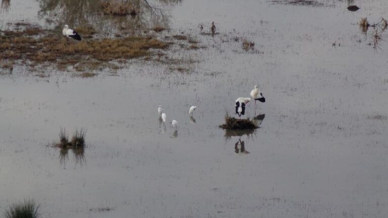 aiguamolls del emporda