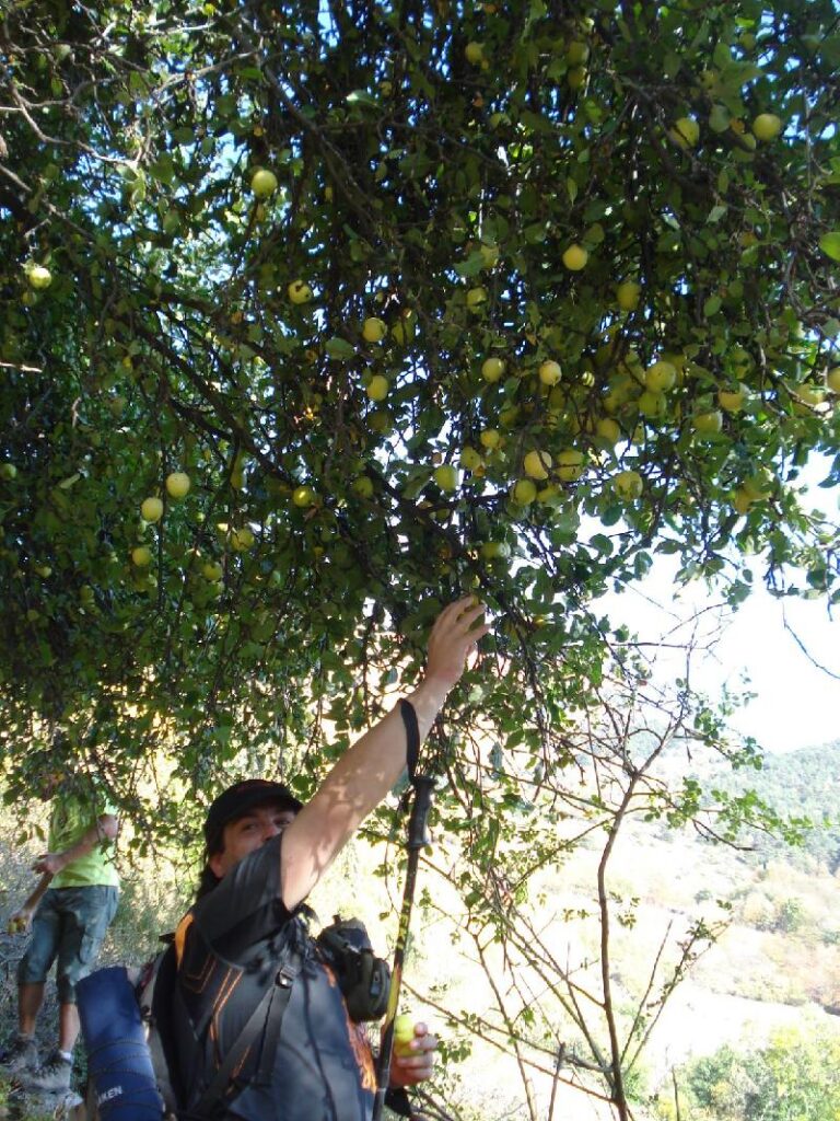 Collint pomes sortint de Dorve