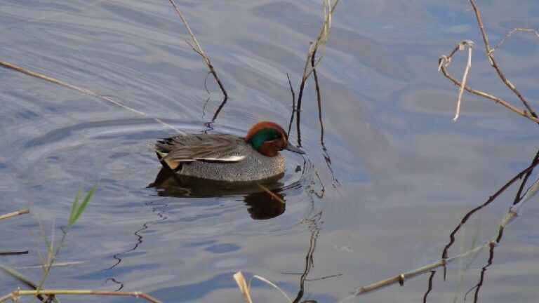 aiguamolls del emporda