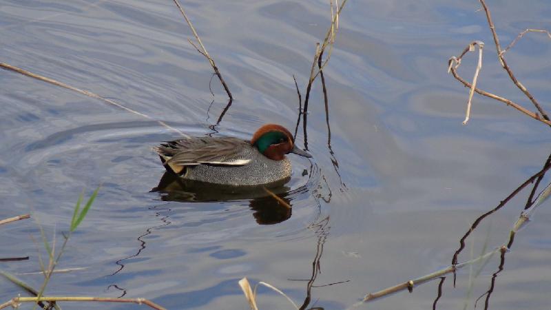 aiguamolls del emporda