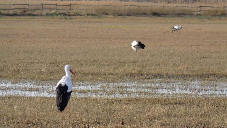 aiguamolls del emporda