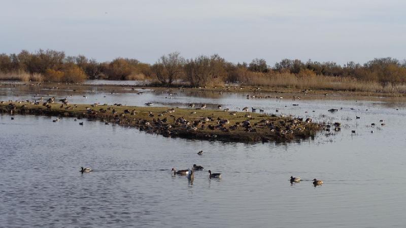 aiguamolls del emporda