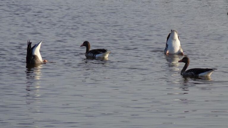 aiguamolls del emporda