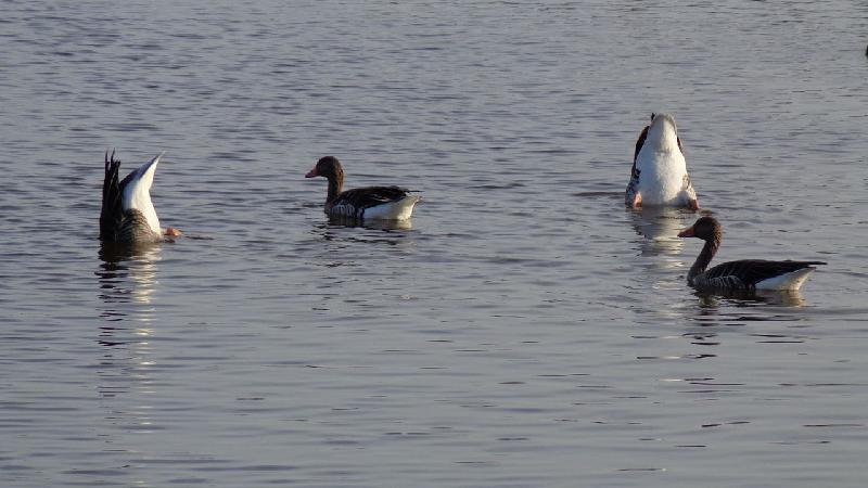 aiguamolls del emporda