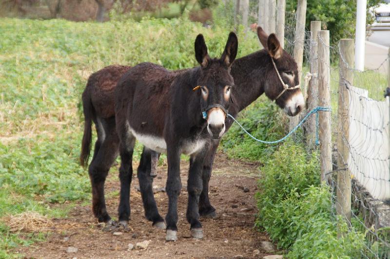 Un habitant tipic de la zona