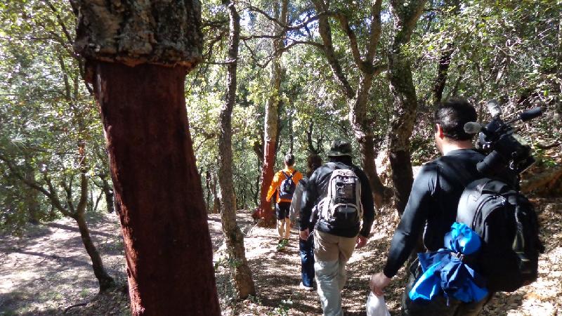 Pel bosc de alzines sureres