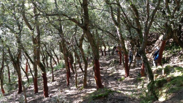 Pel bosc de alzines sureres