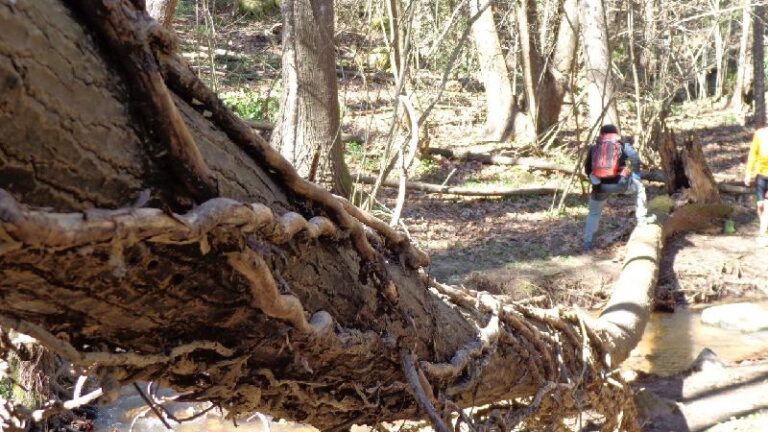 Cami del Castell de Montsoriu