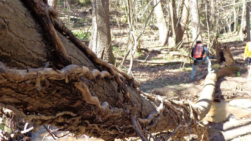 Cami del Castell de Montsoriu