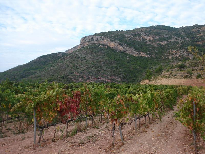 Les vinyes del Priorat