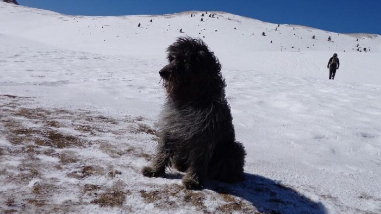 cami de la gallina pelada