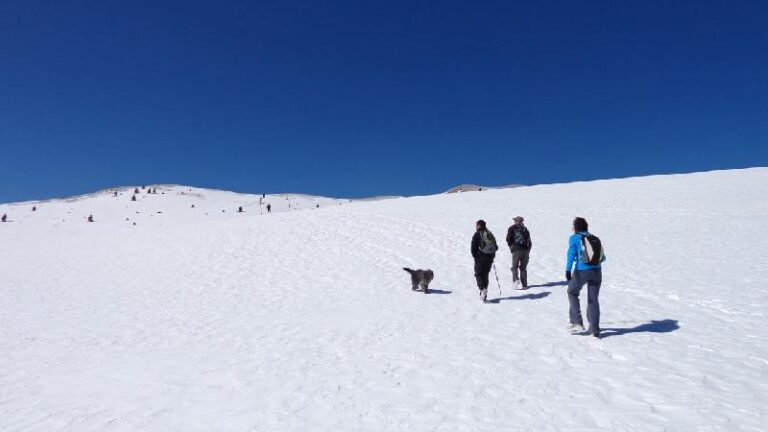 cami de la gallina pelada
