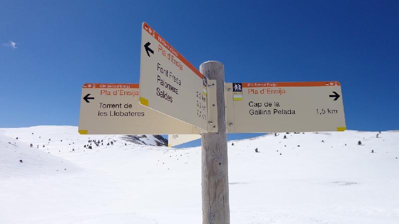 cami de la gallina pelada