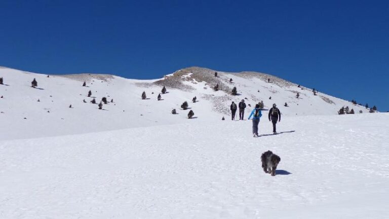 cami de la gallina pelada