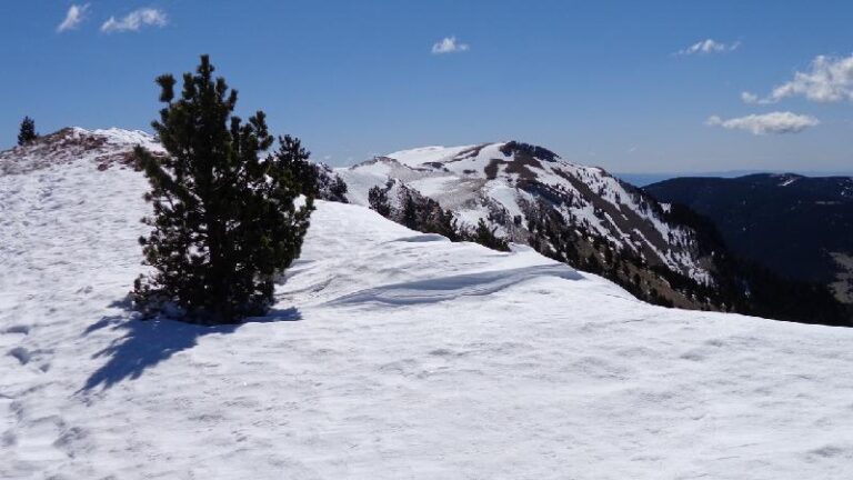 cami de la gallina pelada