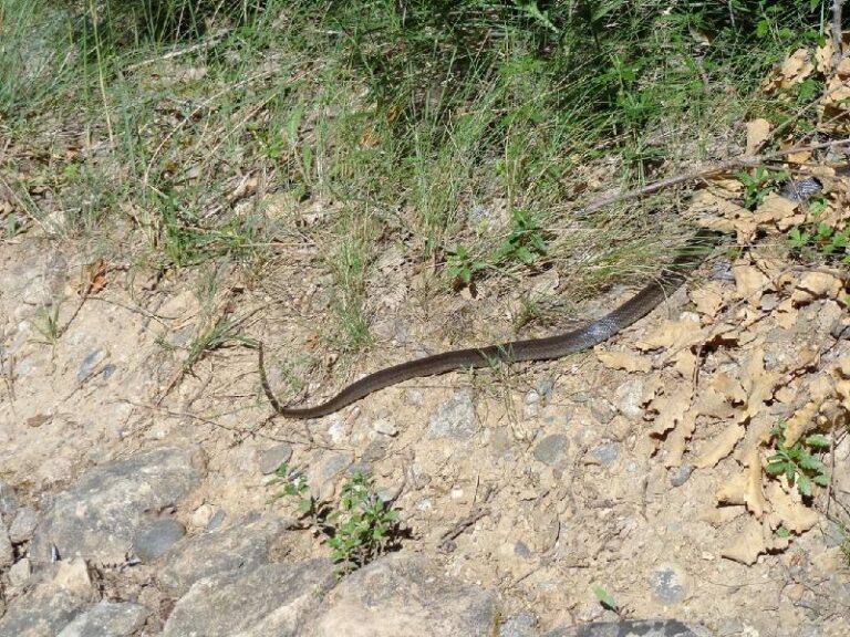 Congost de MontRebei