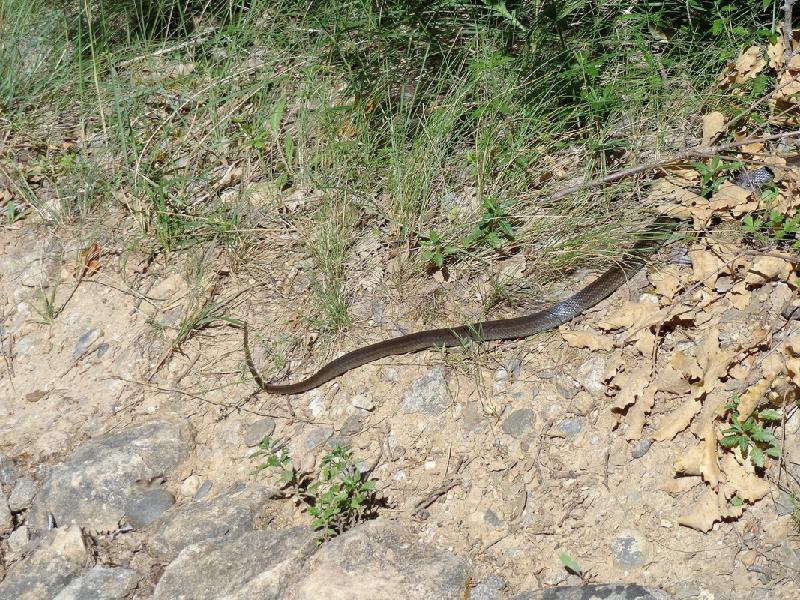 Congost de MontRebei