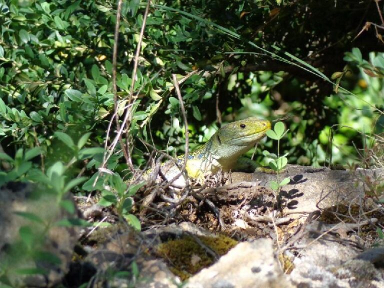 Congost de MontRebei