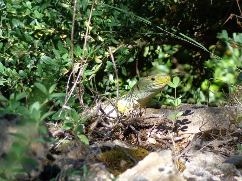 Congost de MontRebei