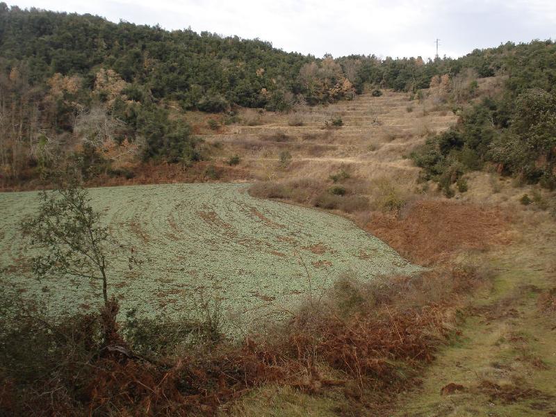 Crater del Volca traiter