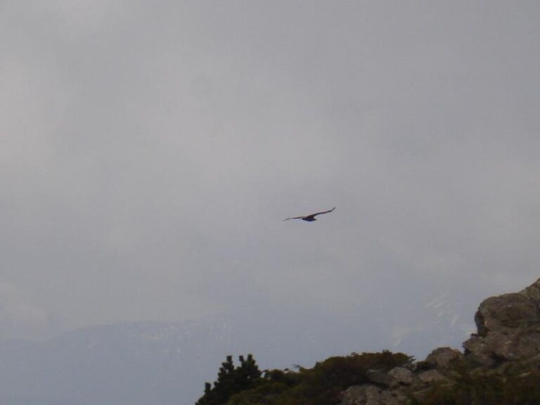 Salutacions dels voltors