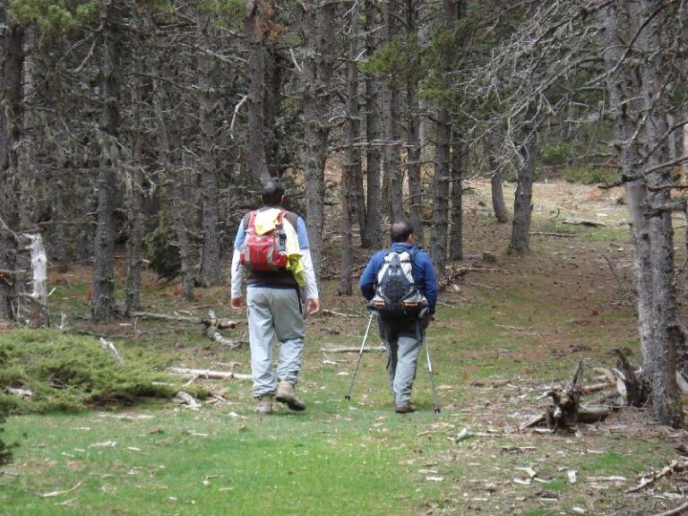 Bosc prop de Peransau