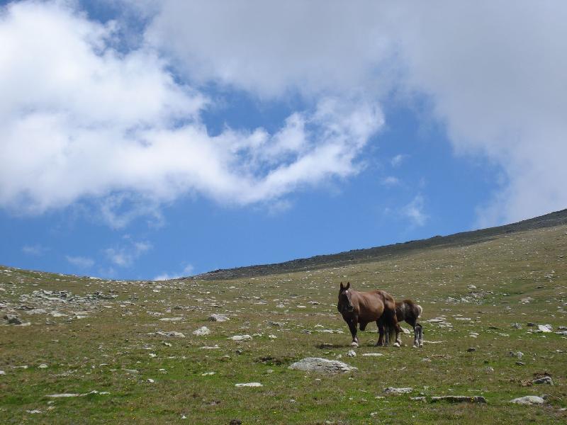 Cavalls a la Portella de Engorgs