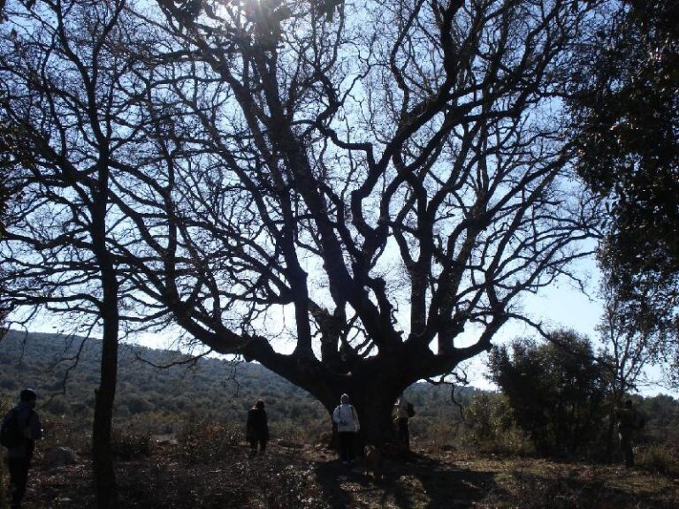 Roure Monumental de Ancosa