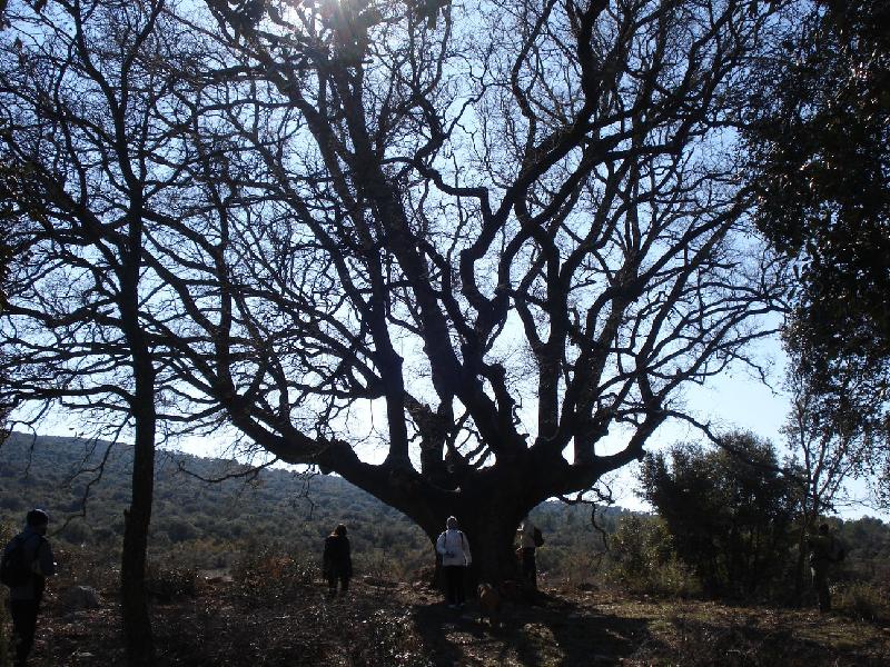 Roure Monumental de Ancosa
