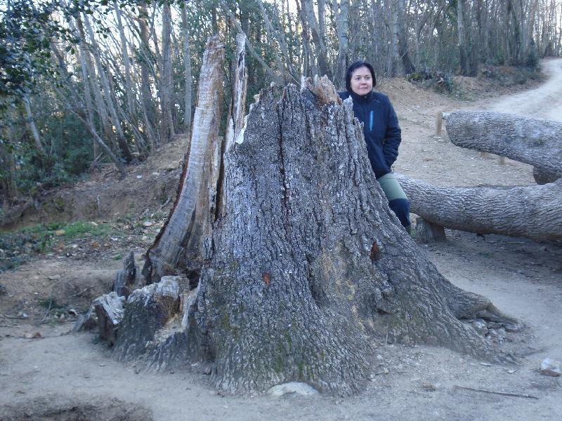 roure de santa maria 1