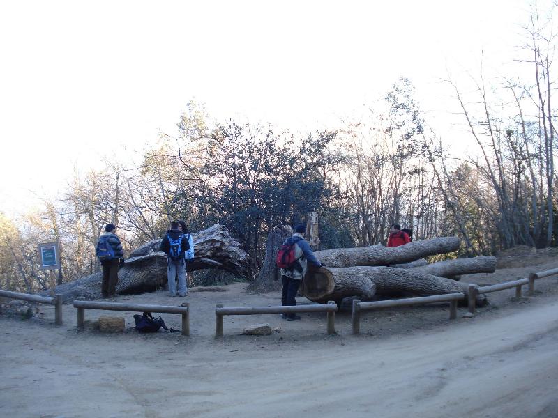 roure de santa maria 4