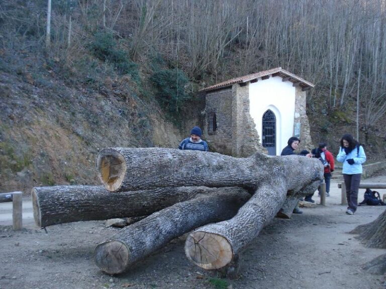 roure i ermita de santa maria