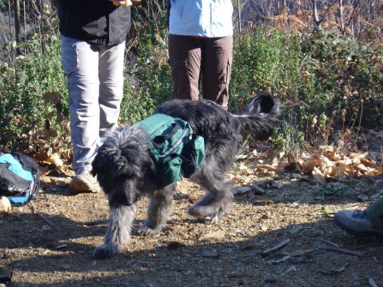 la morla tambe intentava menjar una mica