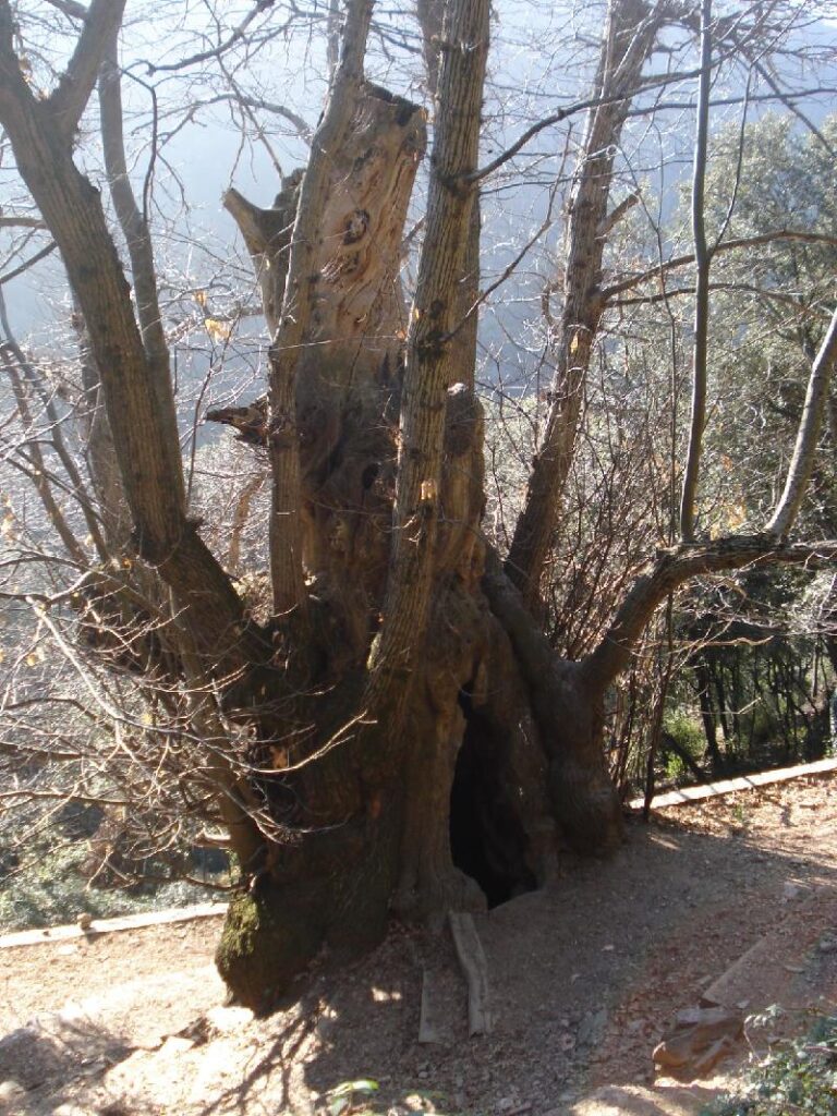Arribada al Castanyer de Cuc