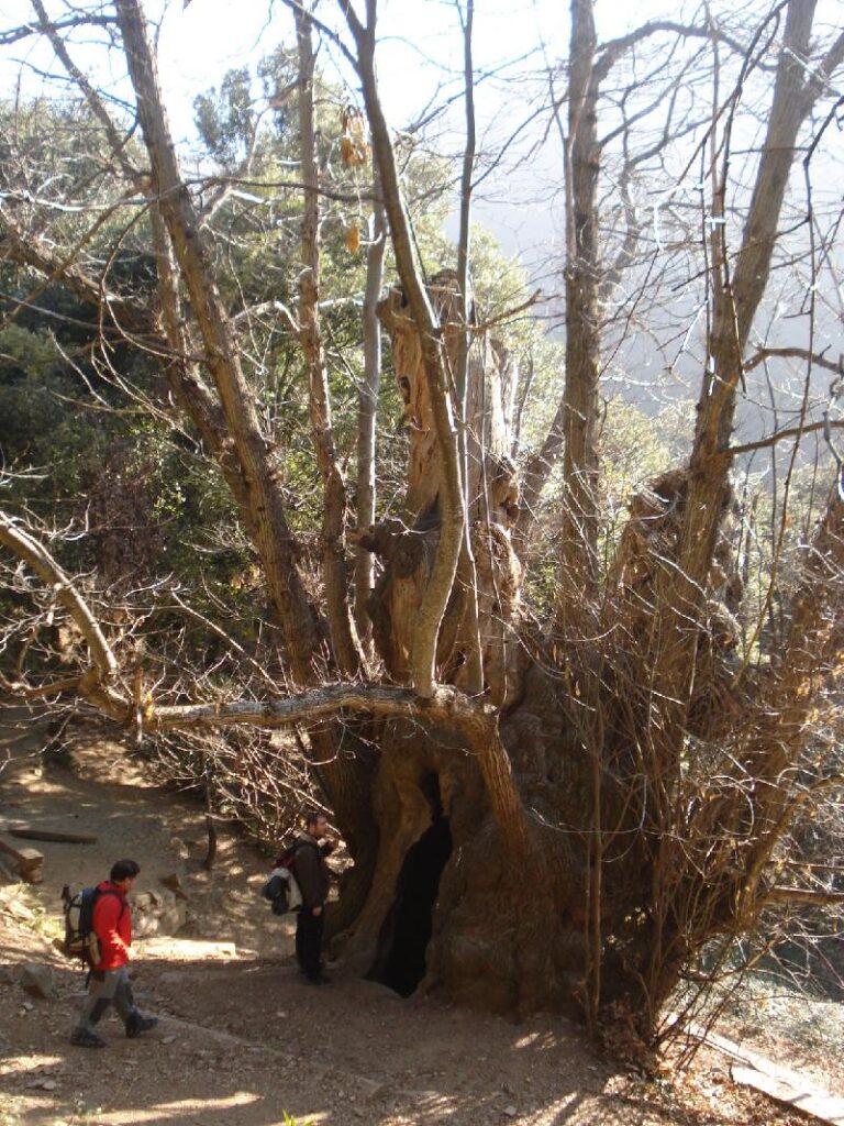 Arribant al Castanyer de Cuc 2