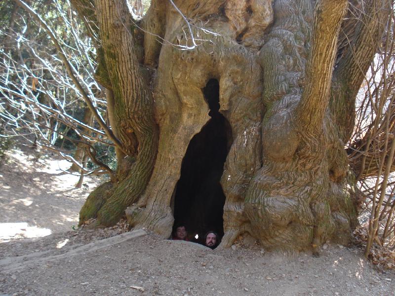 Veieu els Jordis dins el Castanyer?