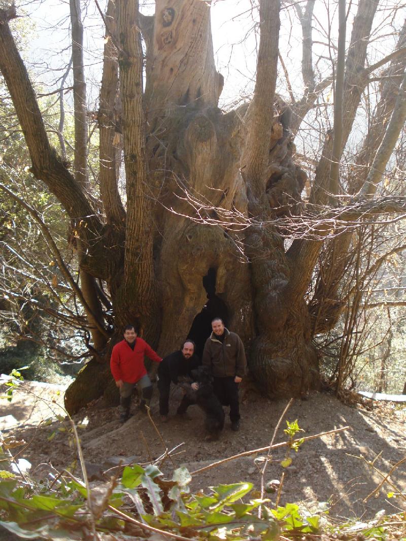 El grup al castanyer de cuc