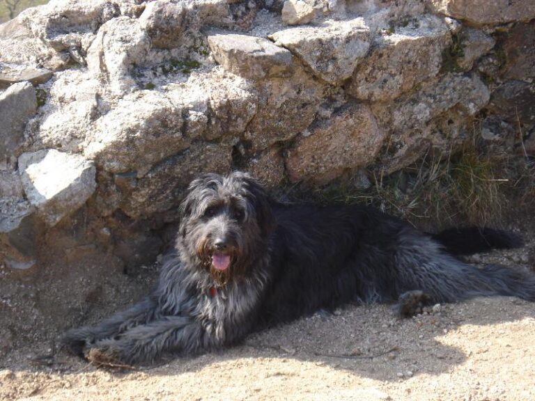 La Morla descansant al Mirador de Vallfornes