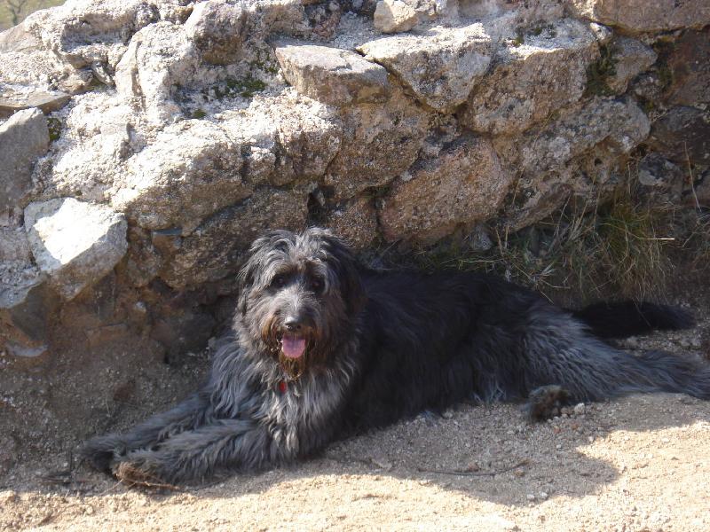 La Morla descansant al Mirador de Vallfornes