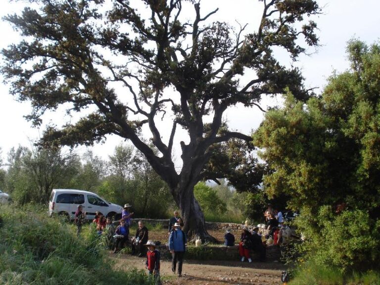 Esmorzant sota la gran alzina